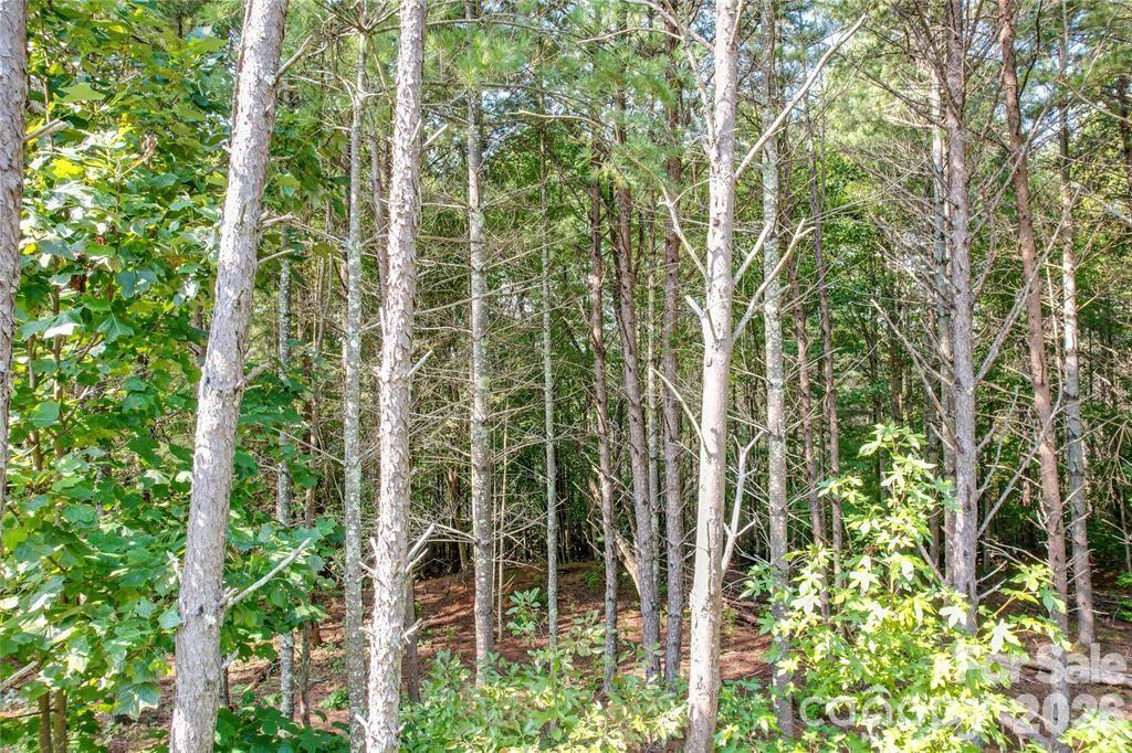 2377 Ivy Rays Way 56