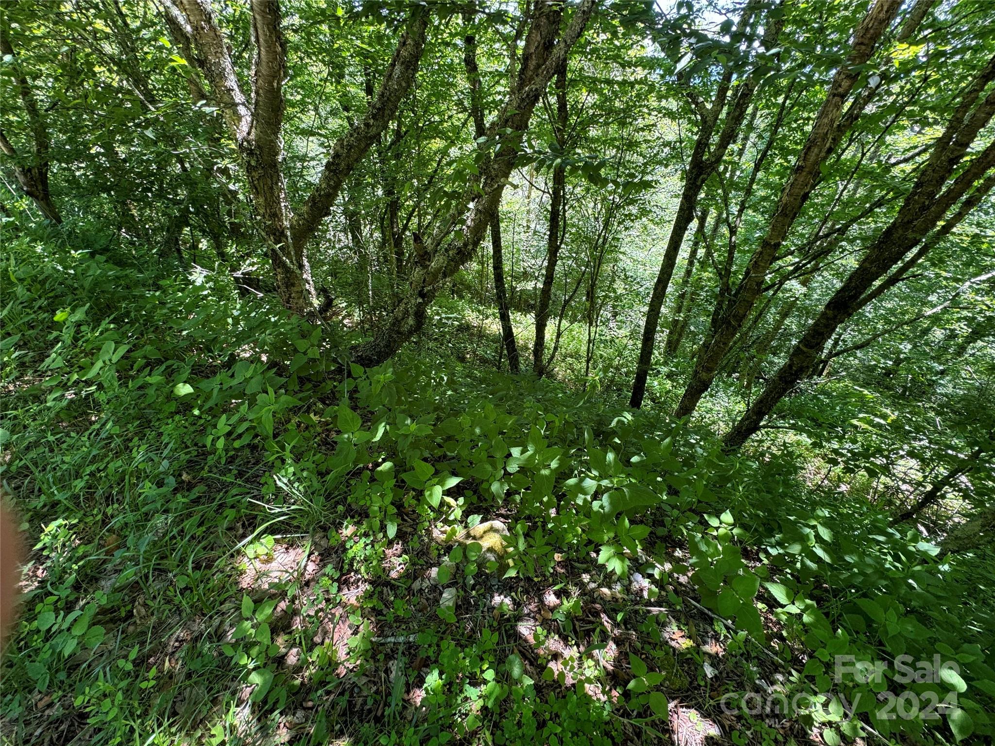 346 Birch Springs Lane