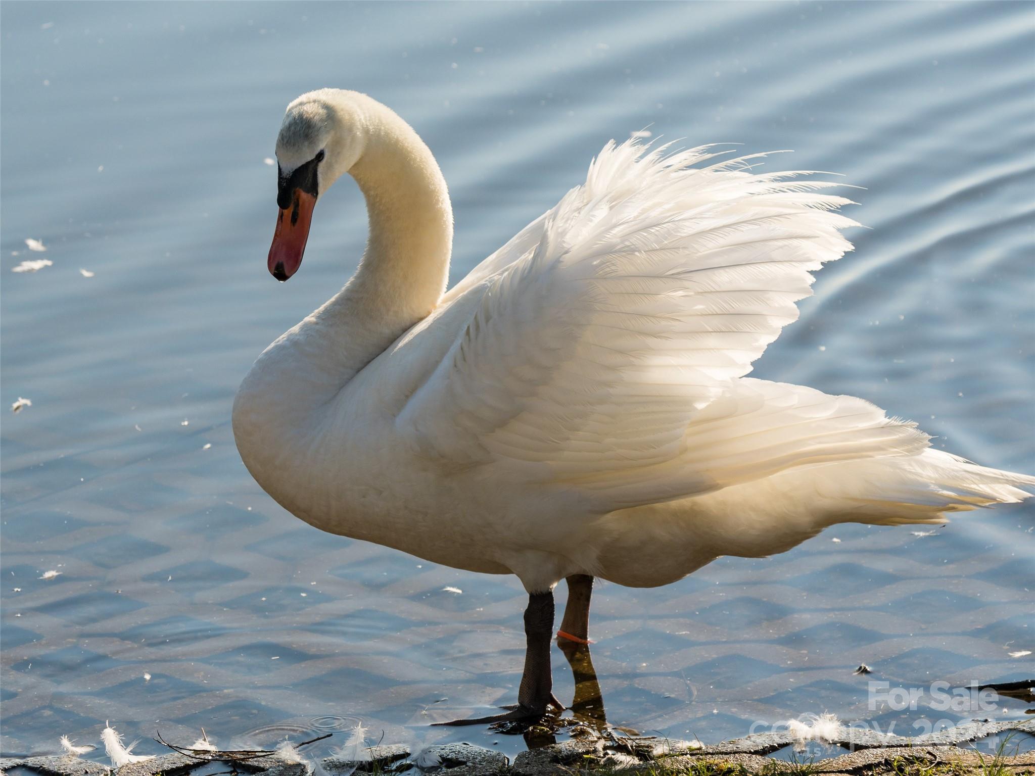 Lake Junaluska Assembly - Residential