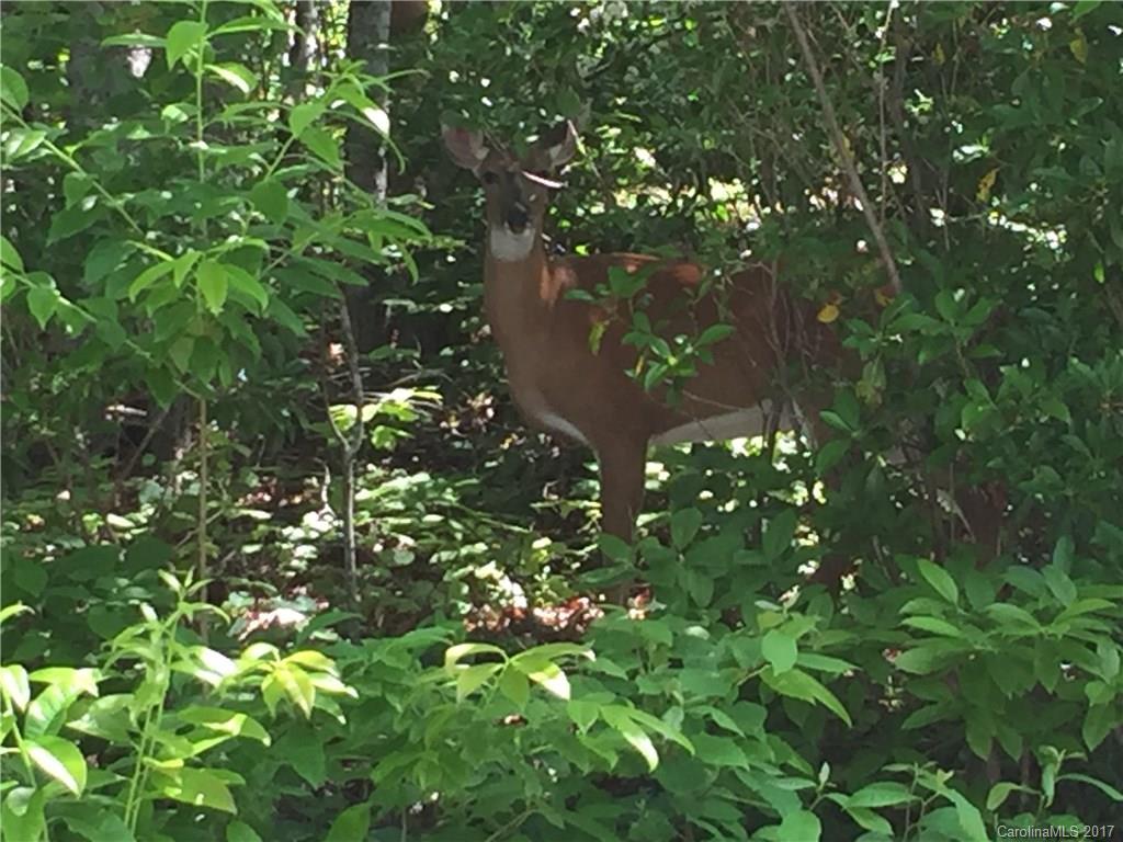 Indian Camp Mountain - Land