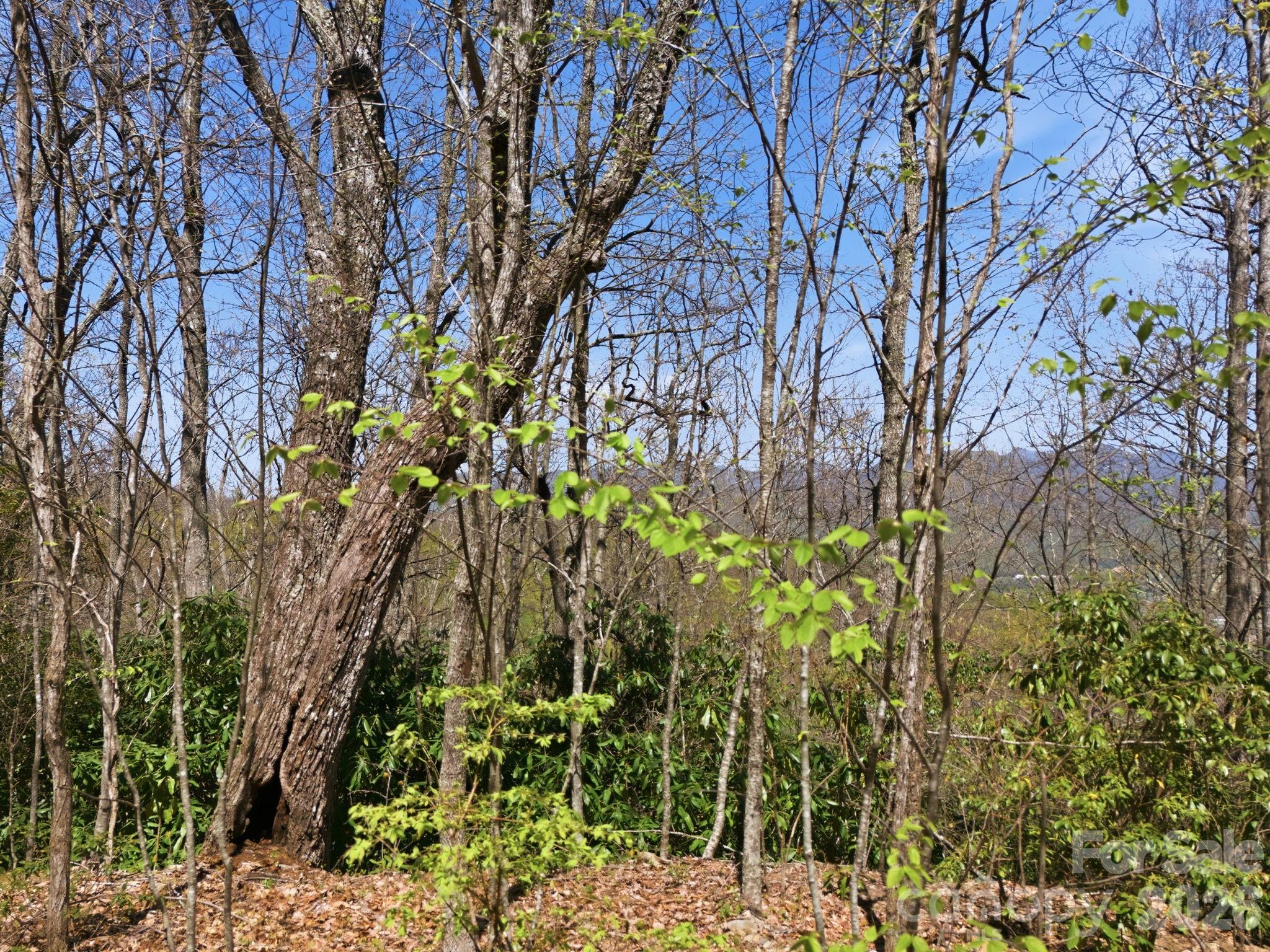 Alpine Mountain - Land