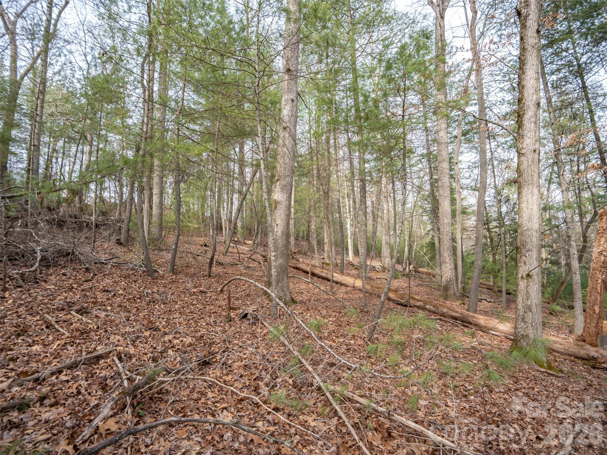 Biltmore Forest - Residential