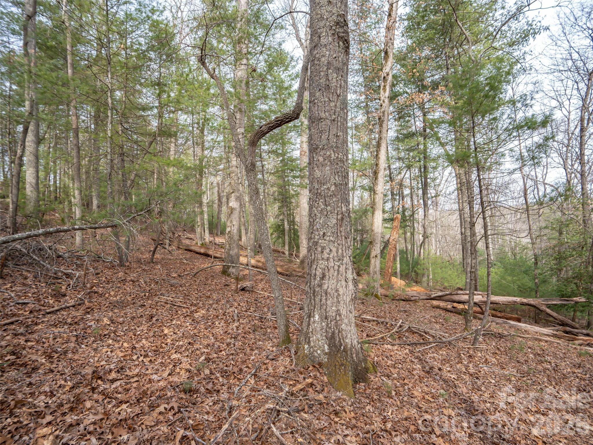 Biltmore Forest - Residential