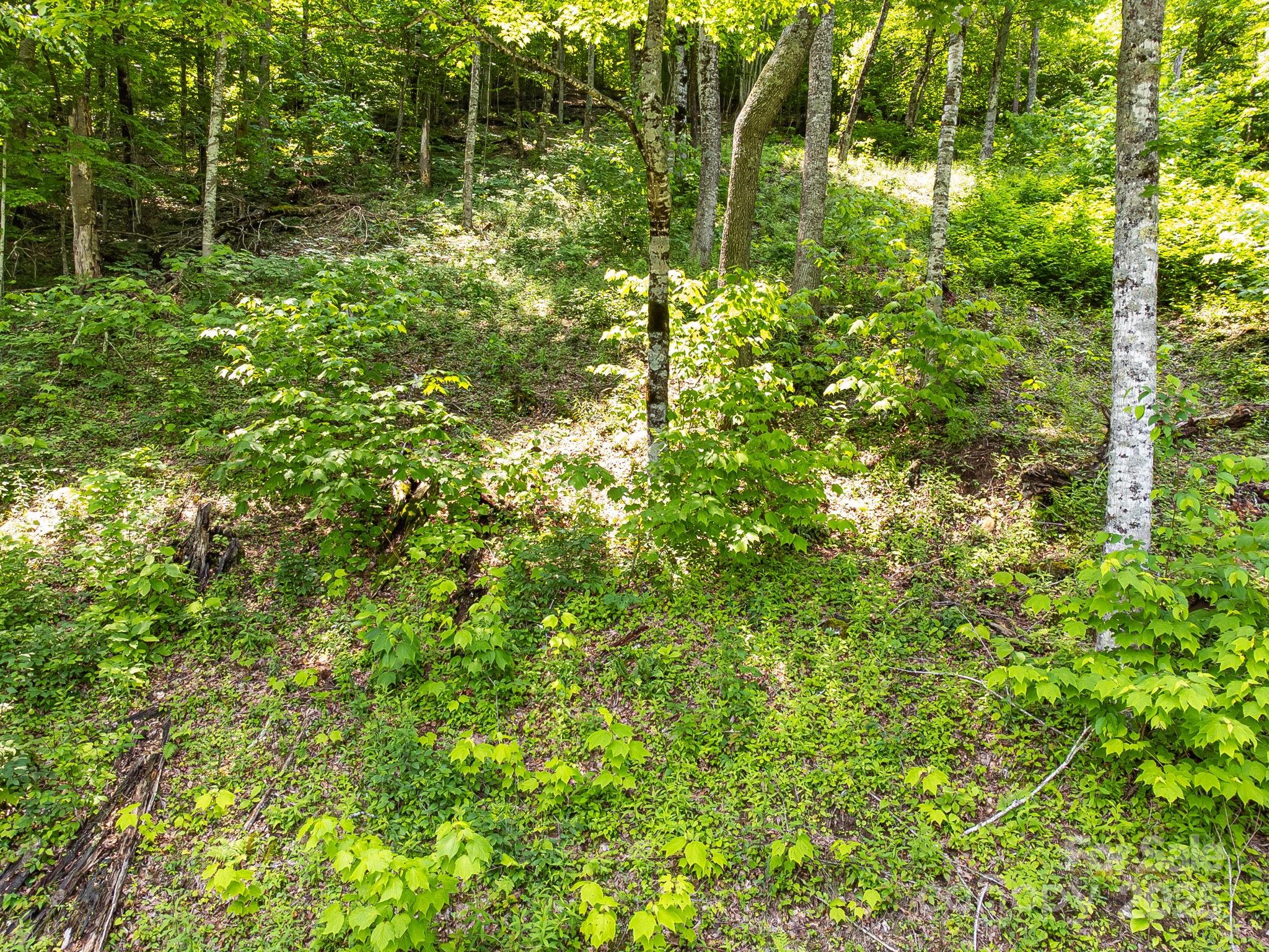 The Preserve at Wolf Laurel - Land