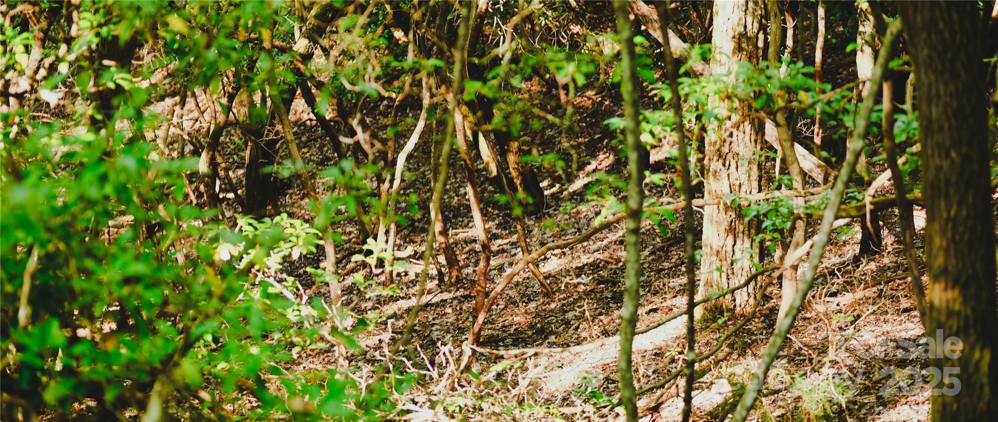 Pisgah Forest Farms - Land