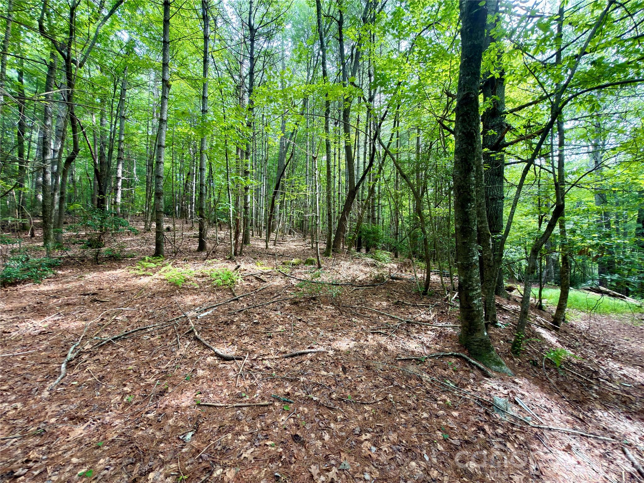 151 Katydid Lane
