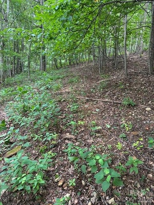 0 THREADWAY RIDGE DRIVE # 1&2, MORAVIAN FALLS, NC 28654 - Image a3a026e5c252b8193ed0cf41bc1e6ed4/1577125980