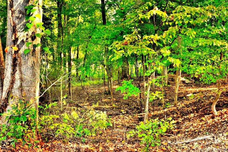 Forest Hills - Residential