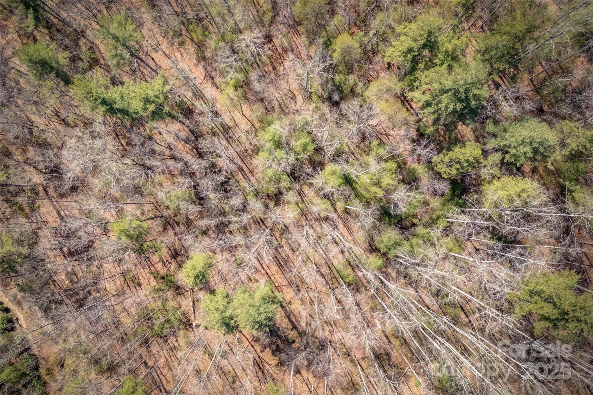 Champion Hills - Land