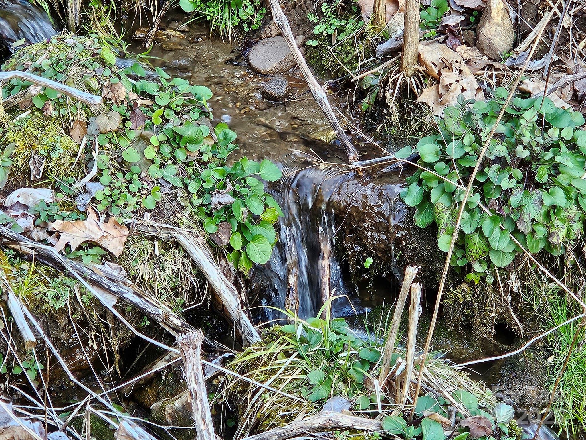 80 Choke Berry Ridge