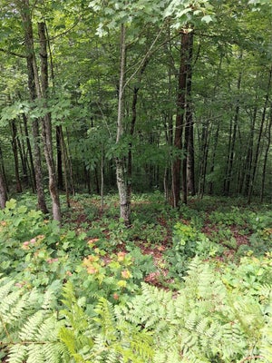 ADDRESS PRIVATE, SYLVA, NC 28779 - Image a6288f7fec2dae54a3779d652f67f004/2497752378