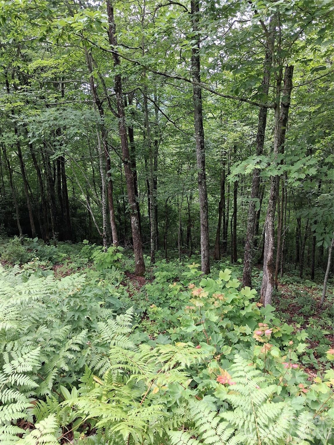 TBD Preservation Trail 47