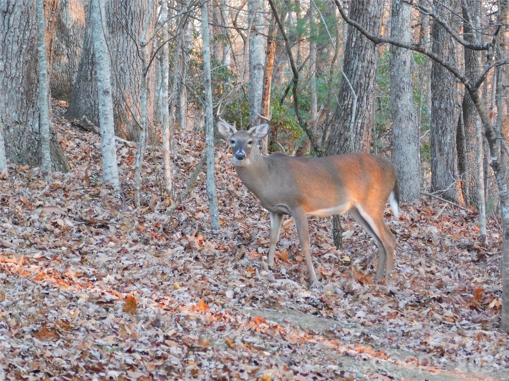 Glen Cannon - Residential