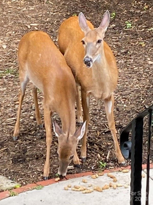 Carriage Park - Residential