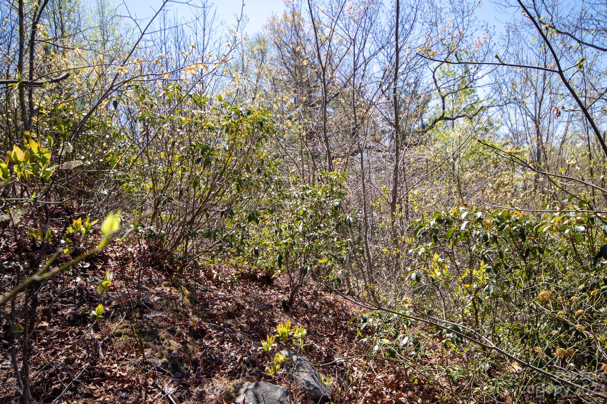 Timber Rock - Land
