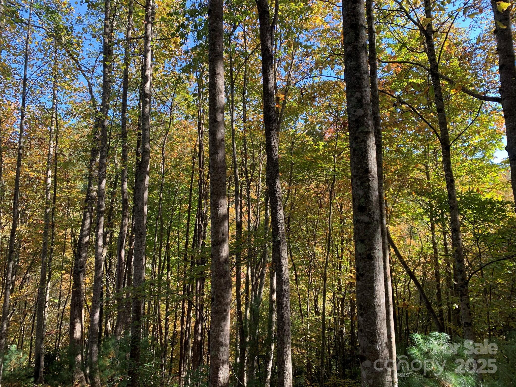 Lot# 556 Timber Rock Drive 556