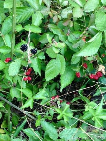 Morganton - Commercial Sale