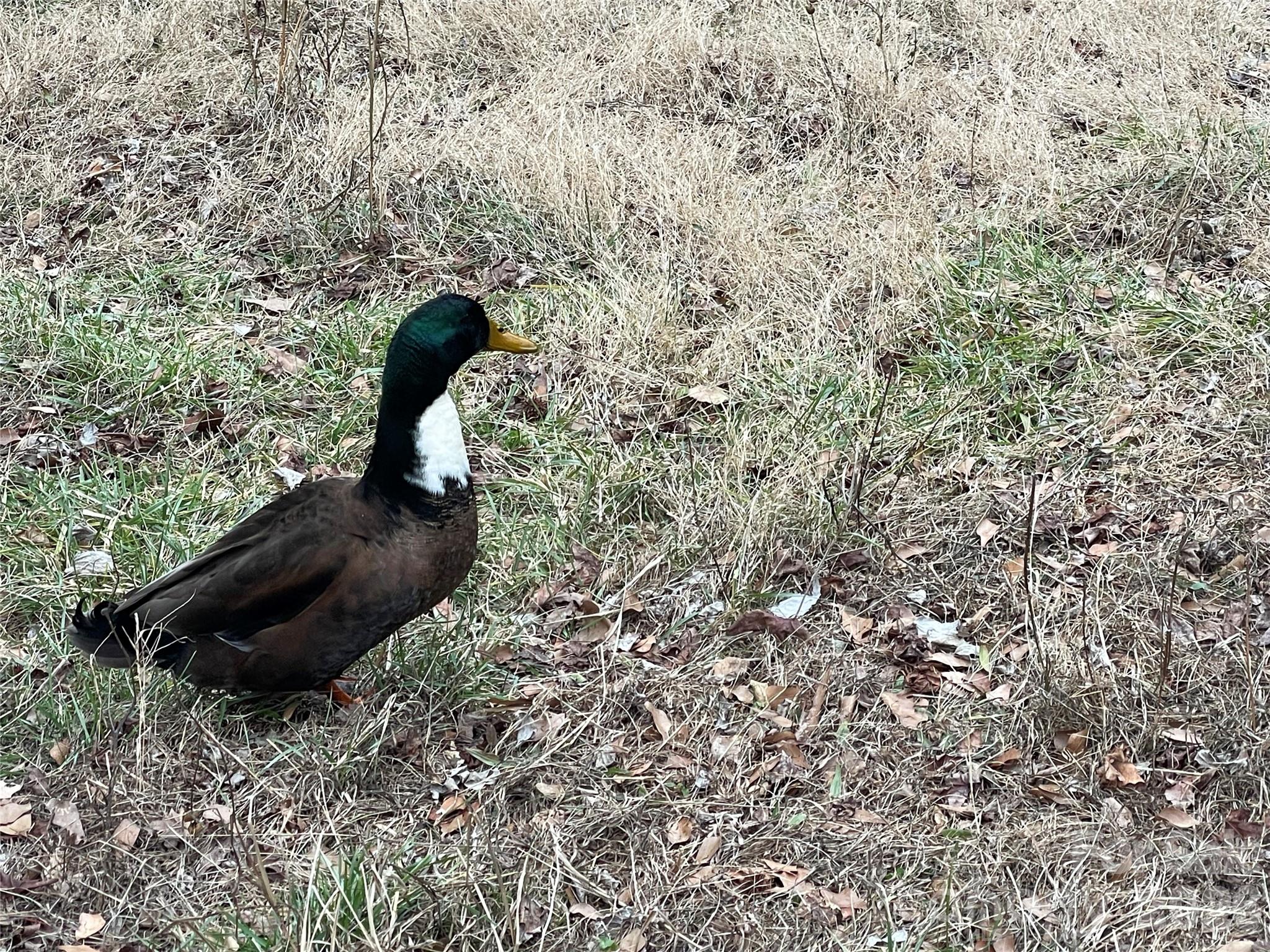 1797 Nc 109 Highway N