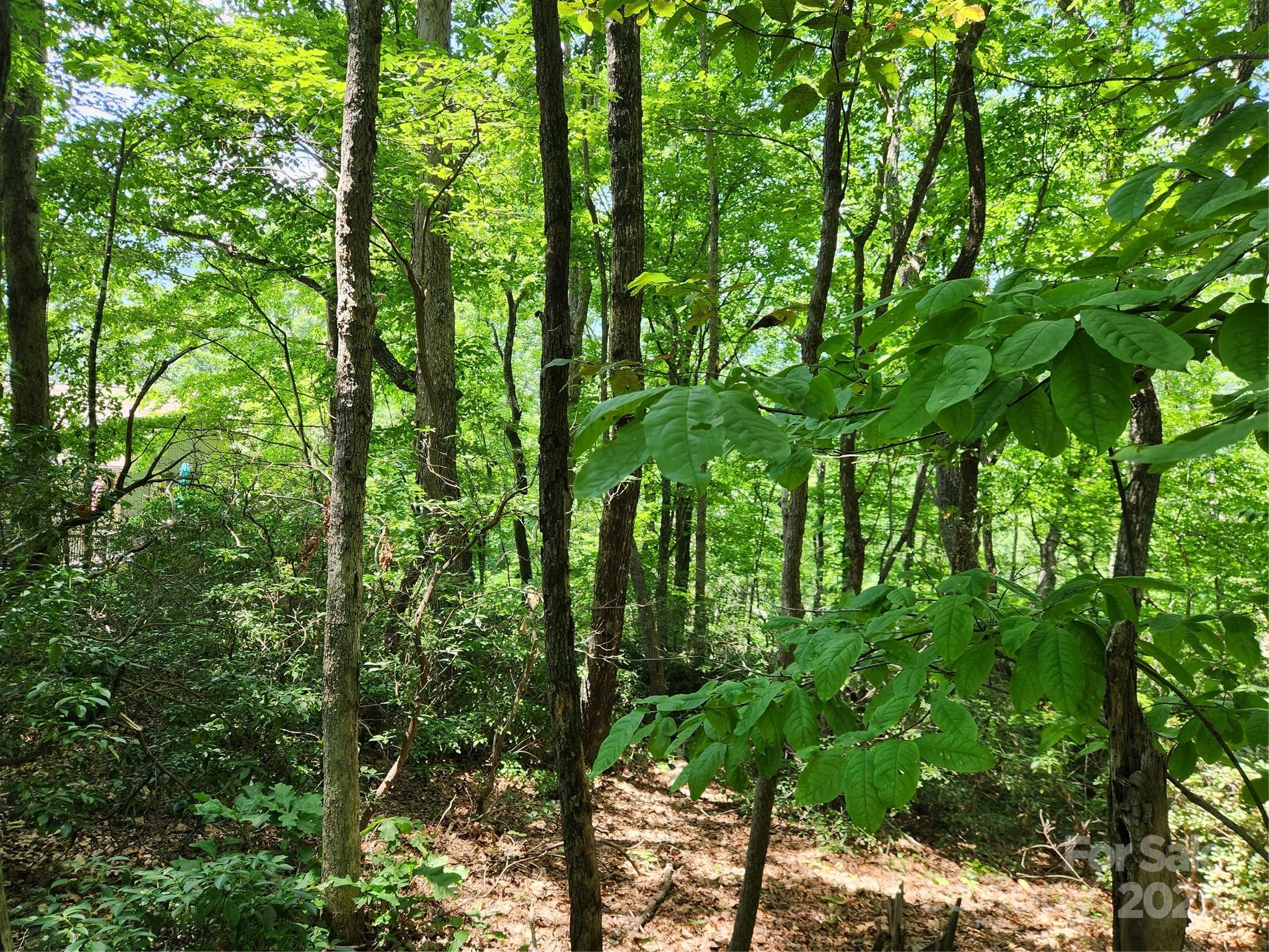 Rumbling Bald on Lake Lure - Land