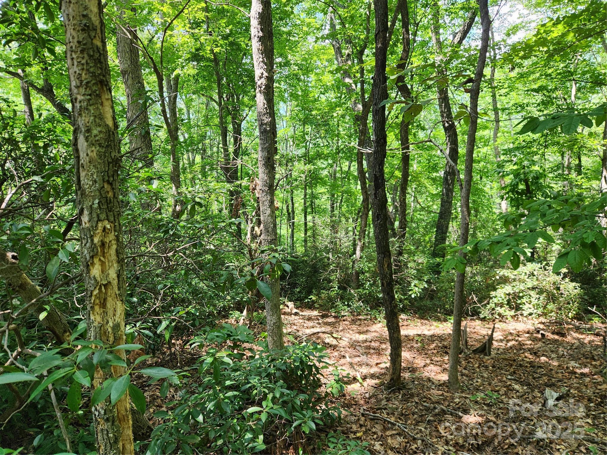 Rumbling Bald on Lake Lure - Land
