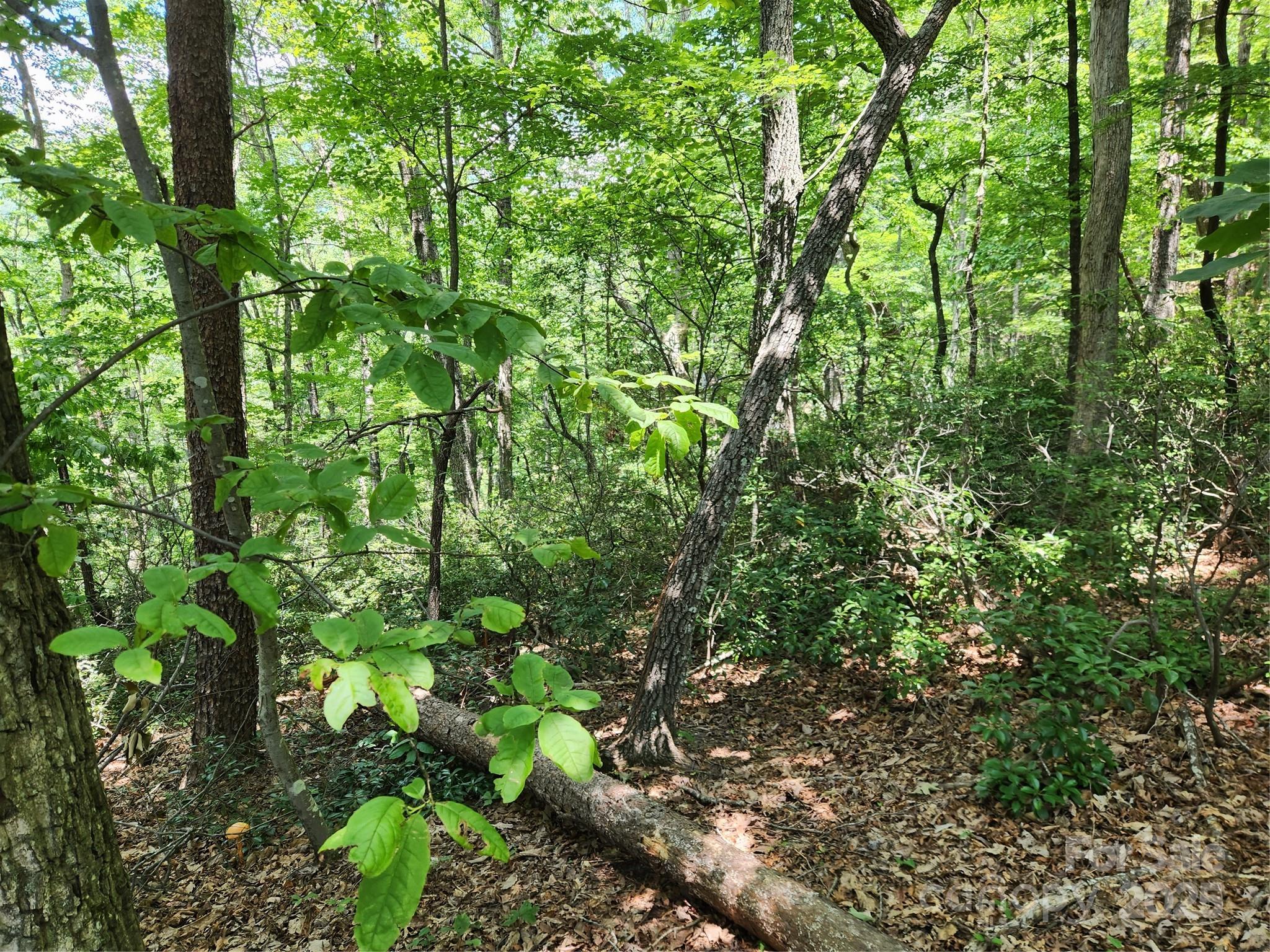 Rumbling Bald on Lake Lure - Land