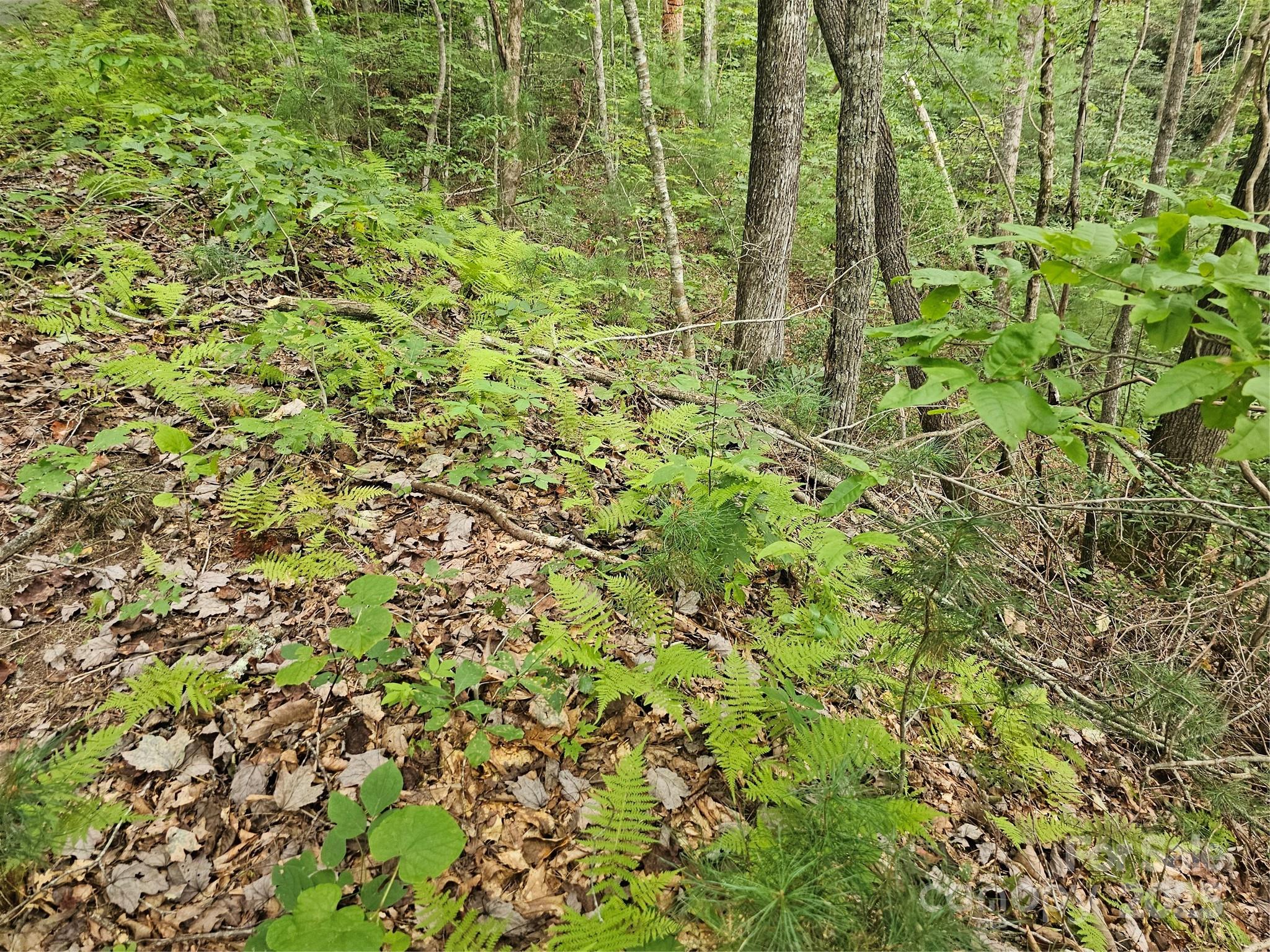 PINNACLE MOUNTAIN VIEW - Land