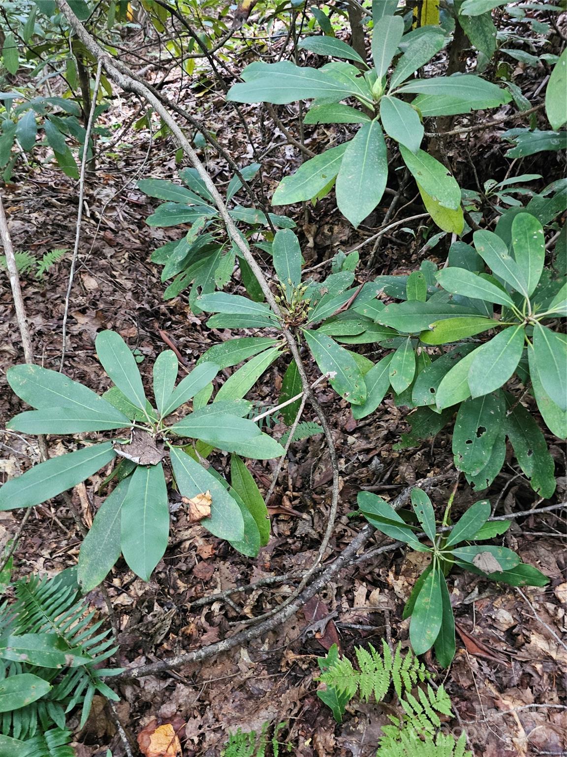 PINNACLE MOUNTAIN VIEW - Land