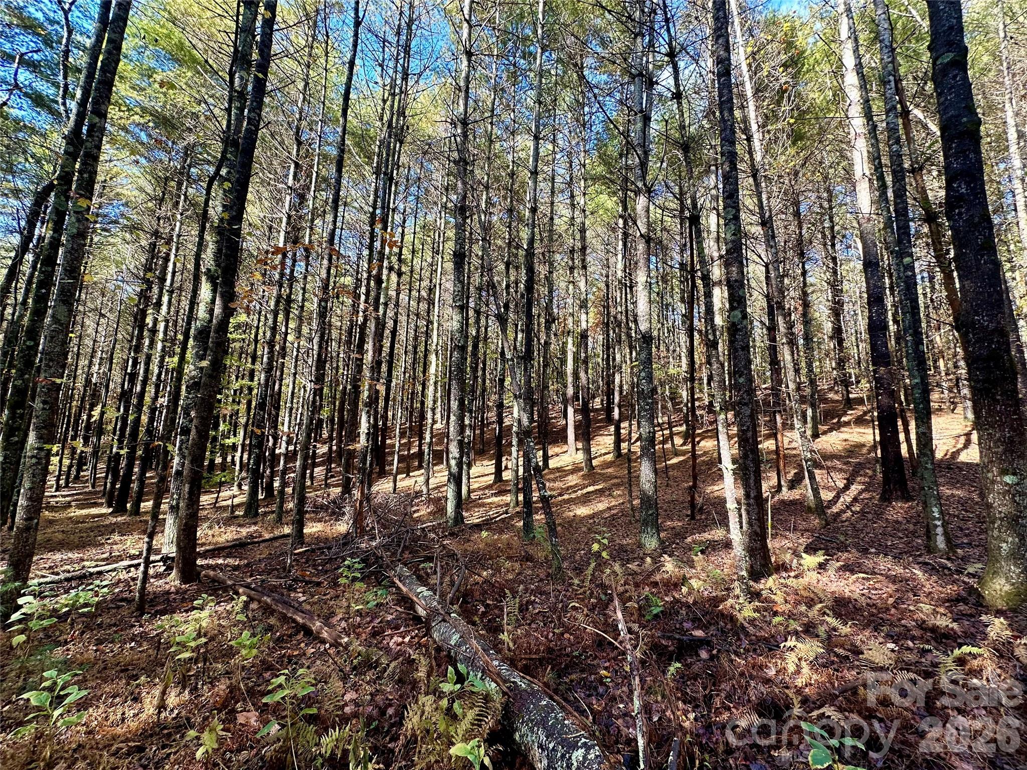 Old Wildlife Club - Land