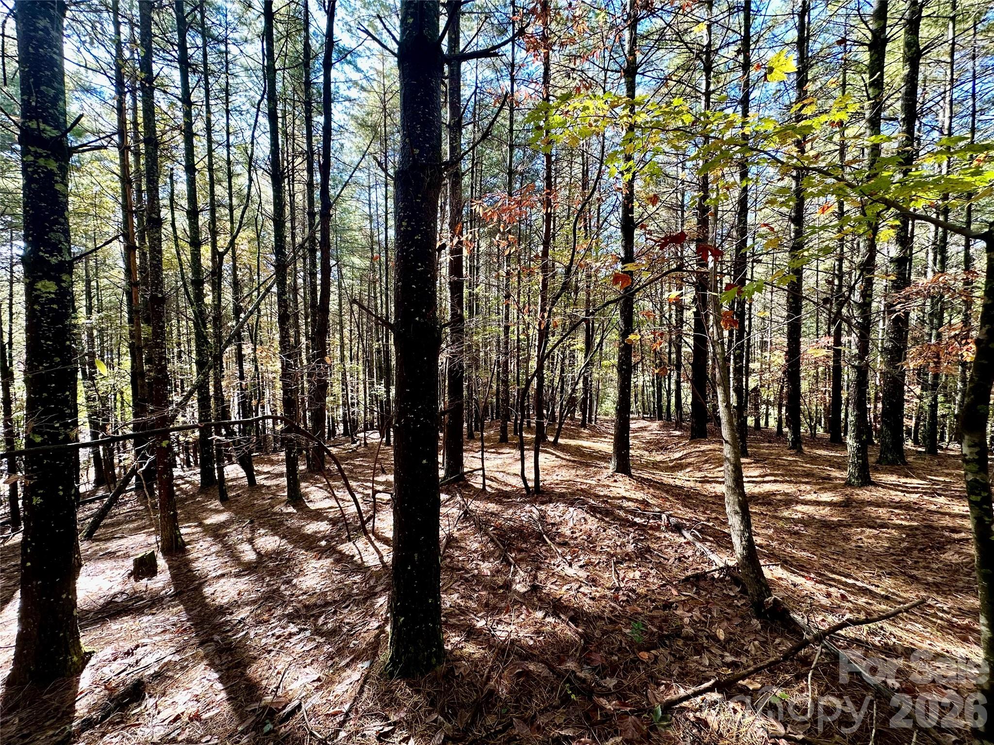 Old Wildlife Club - Land