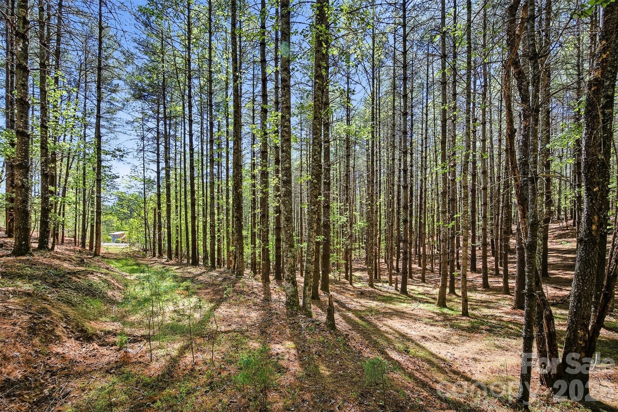 Old Wildlife Club - Land