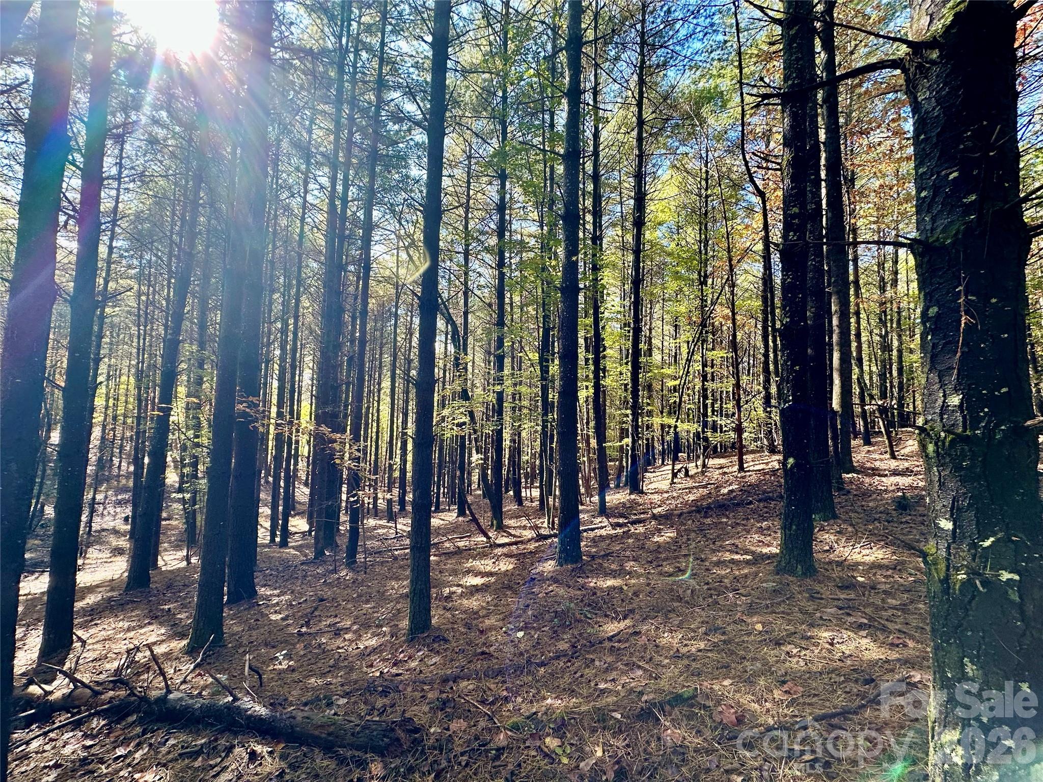 Old Wildlife Club - Land