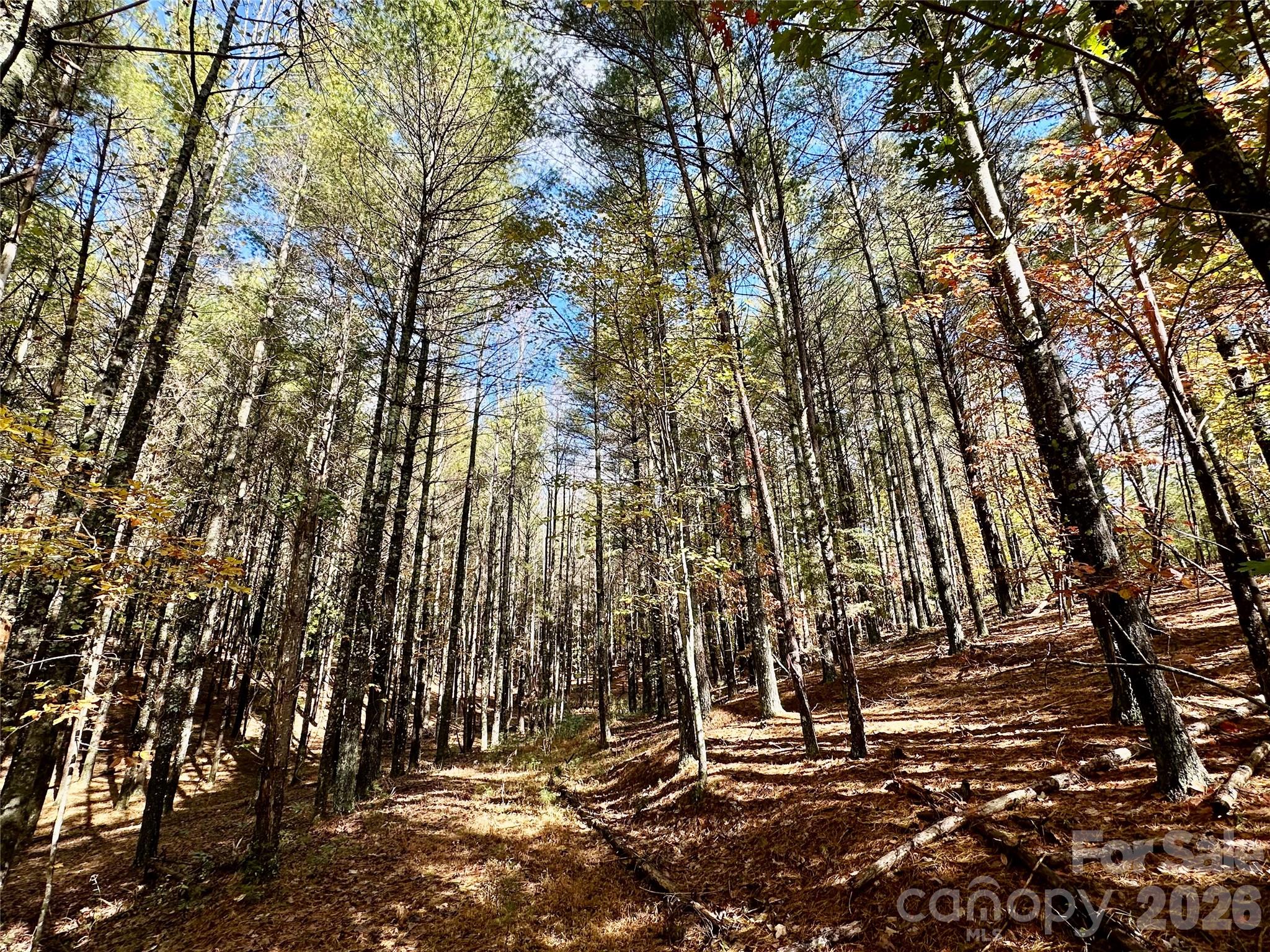 Old Wildlife Club - Land