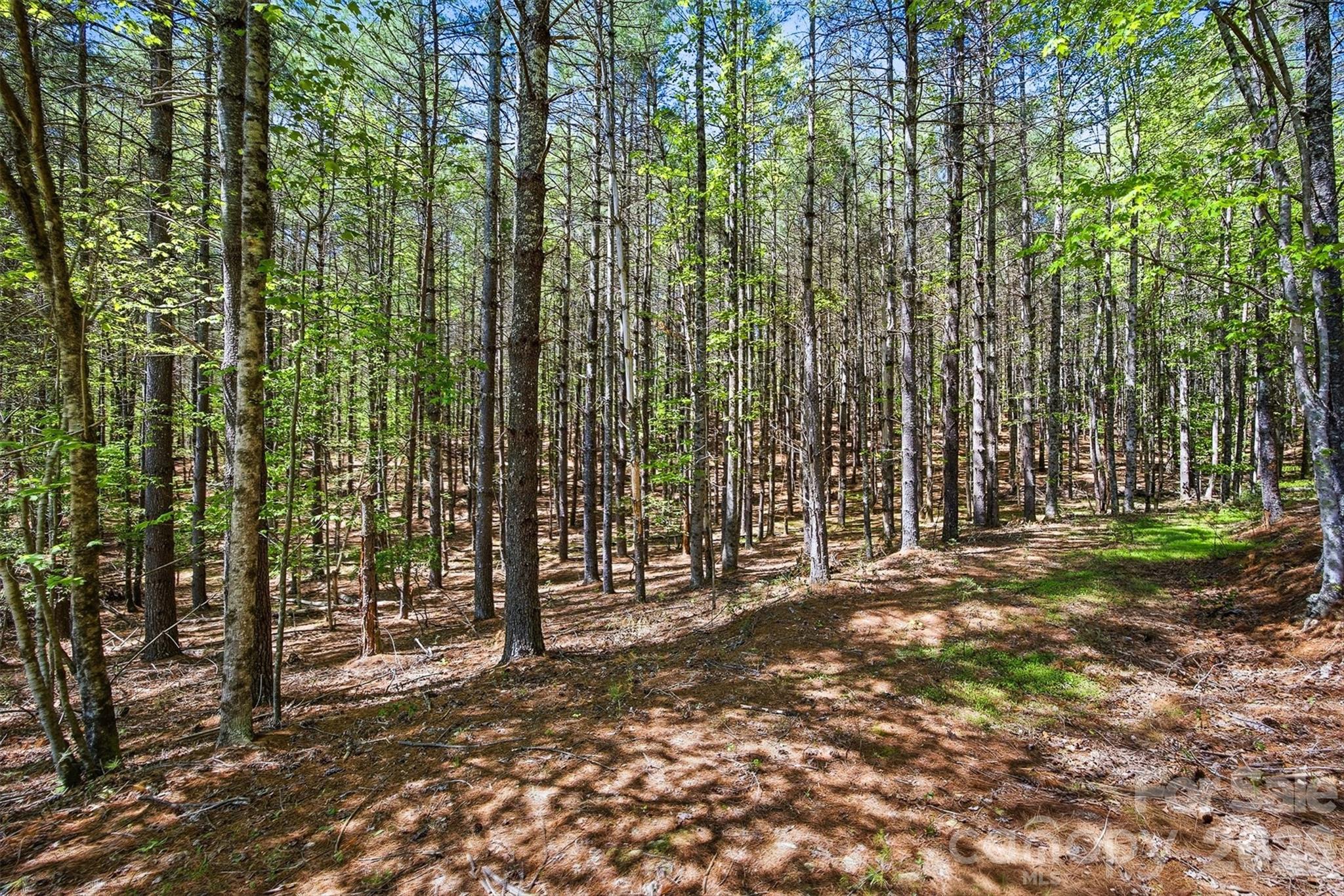 Old Wildlife Club - Land