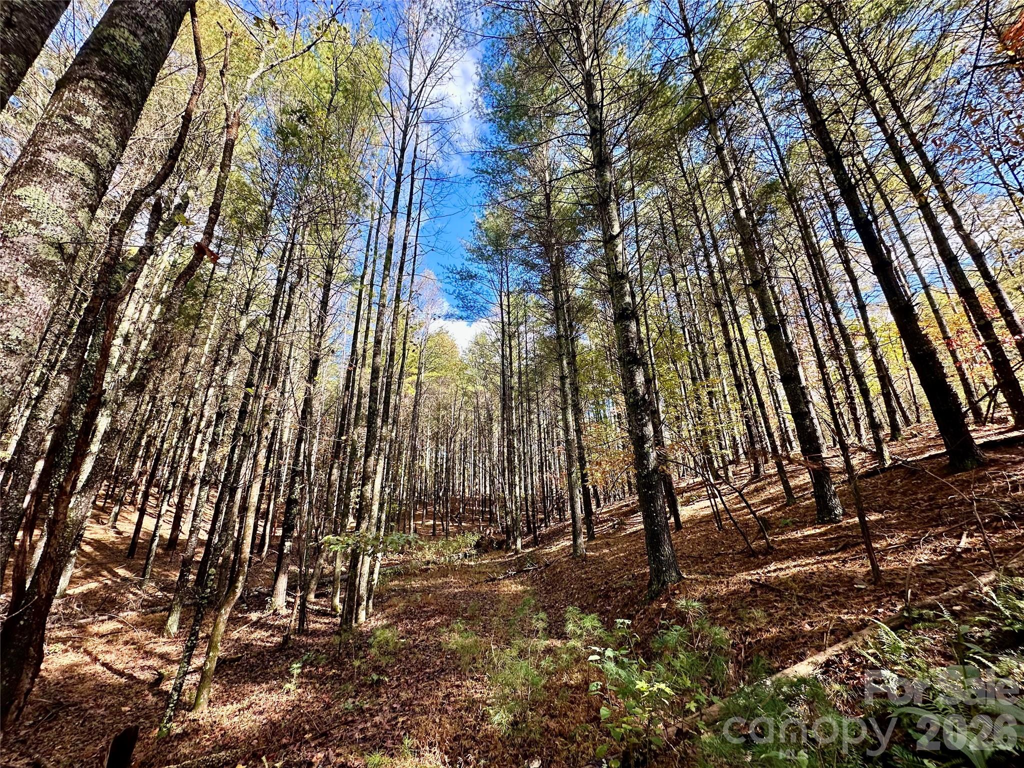 Old Wildlife Club - Land