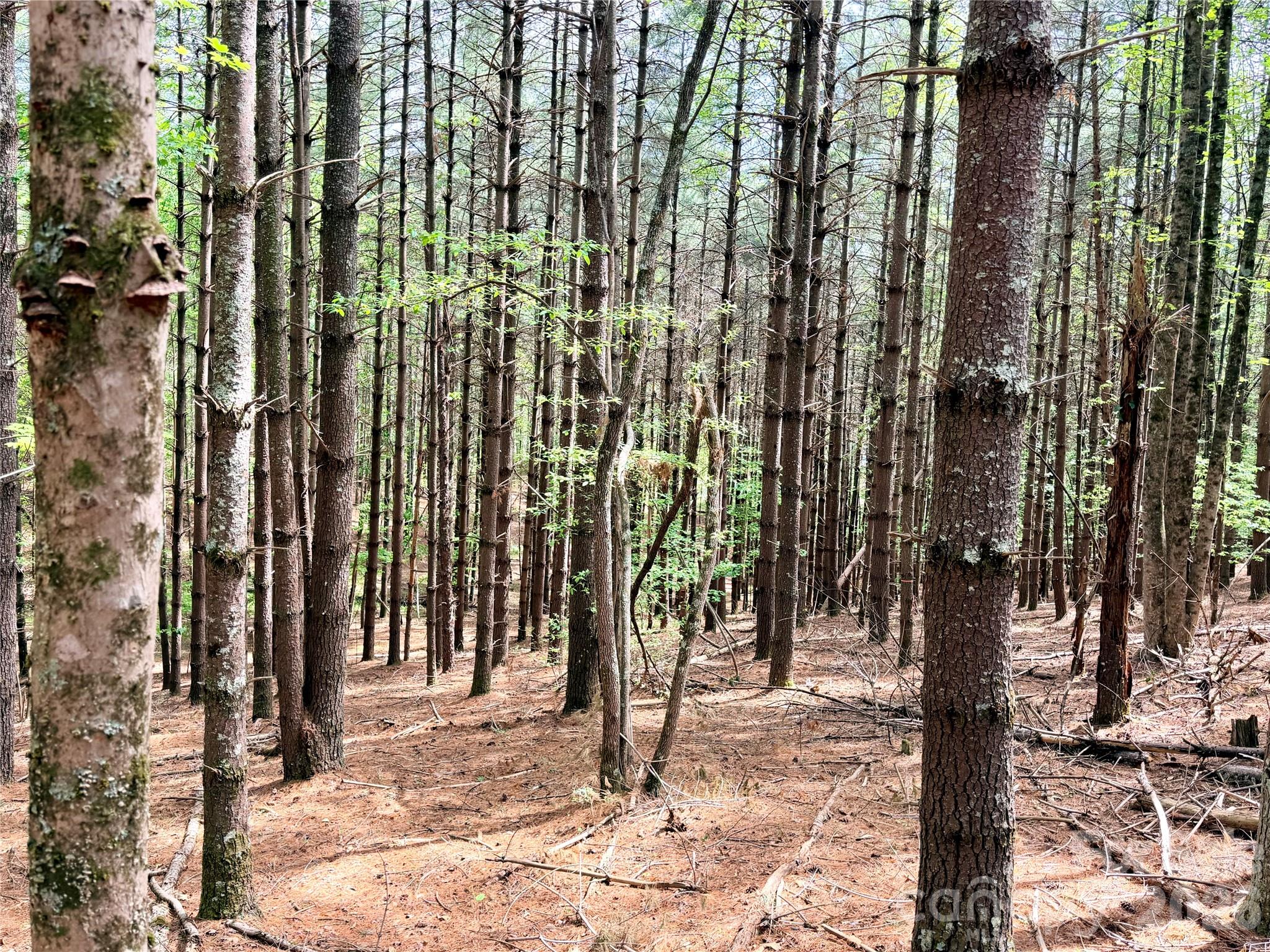 Old Wildlife Club - Land