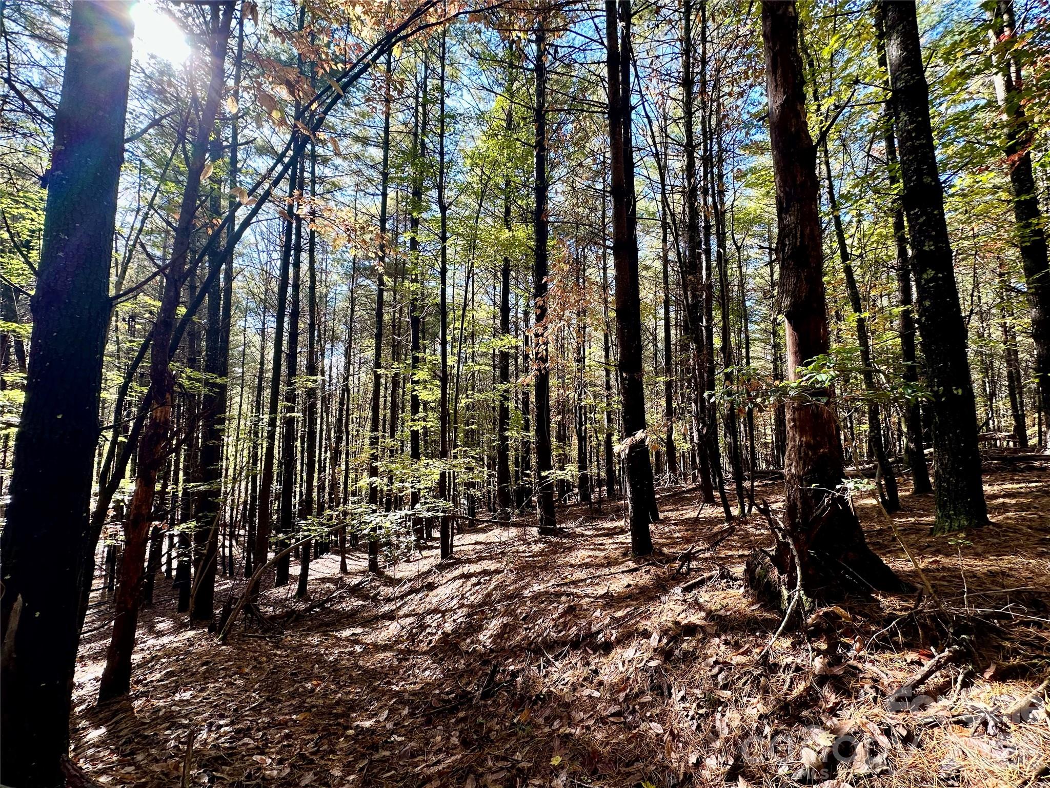 Old Wildlife Club - Land