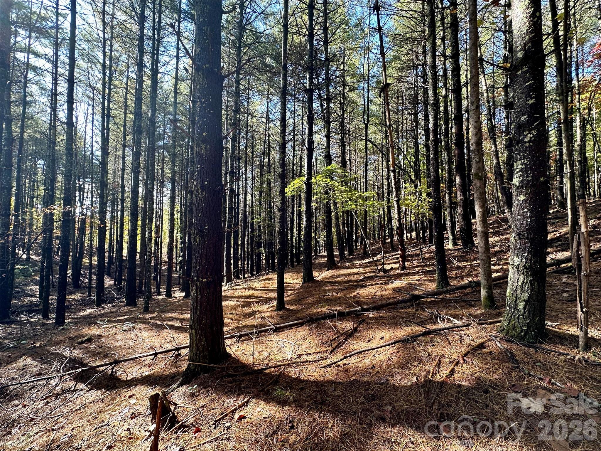 Old Wildlife Club - Land