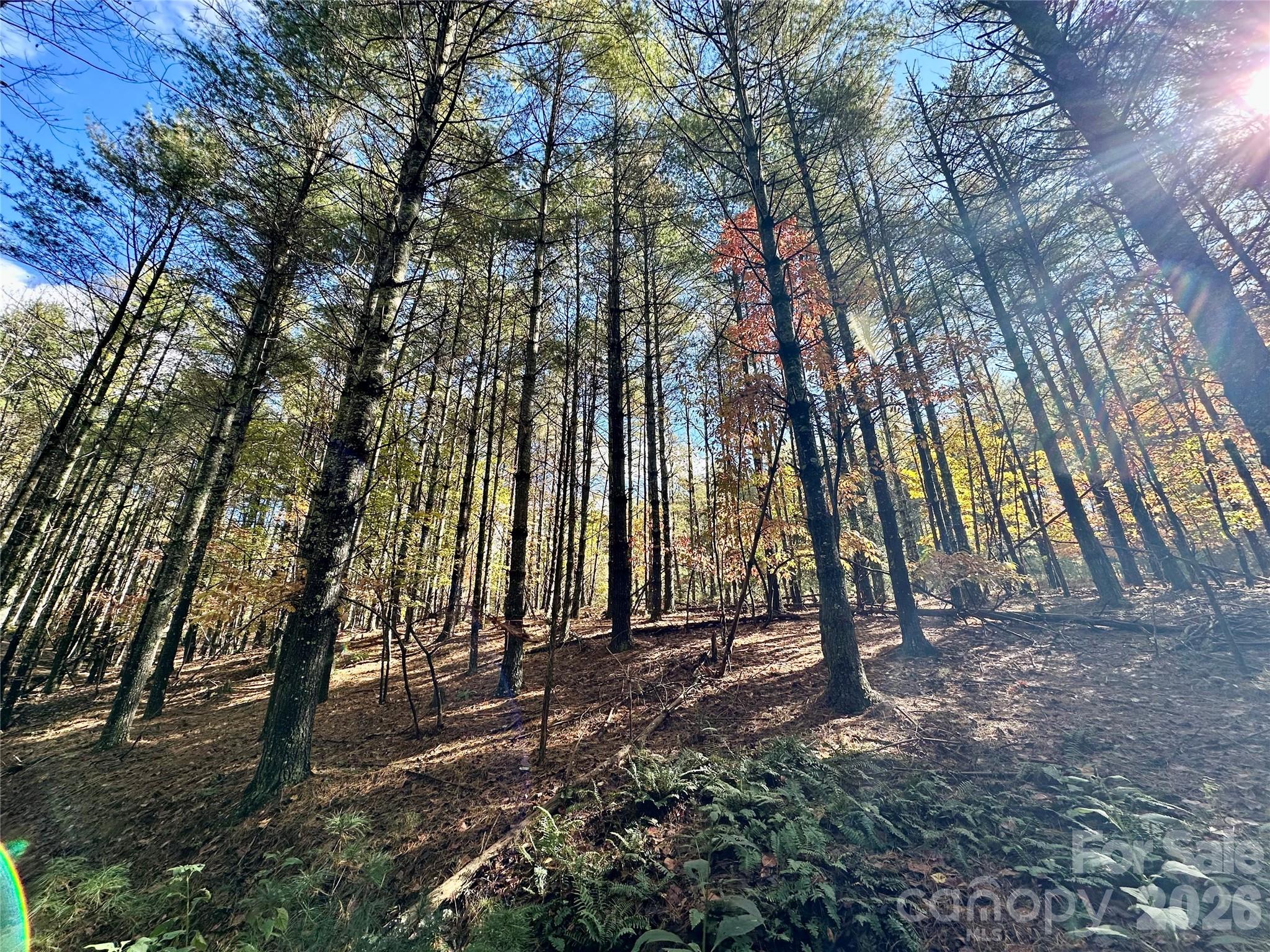 Old Wildlife Club - Land