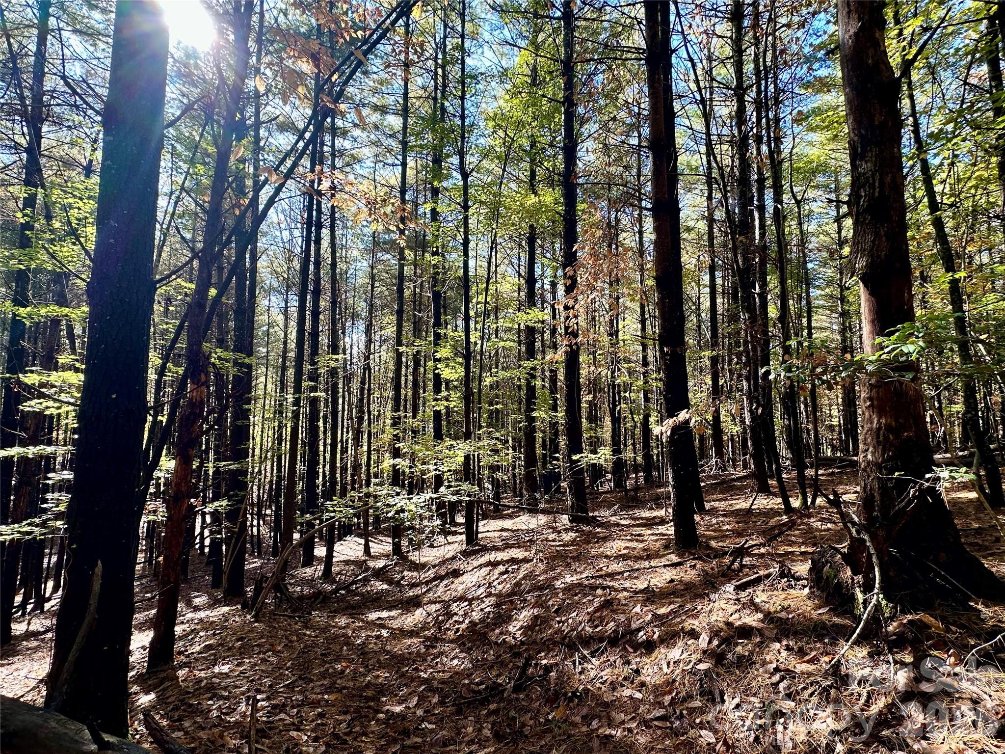 Old Wildlife Club - Land