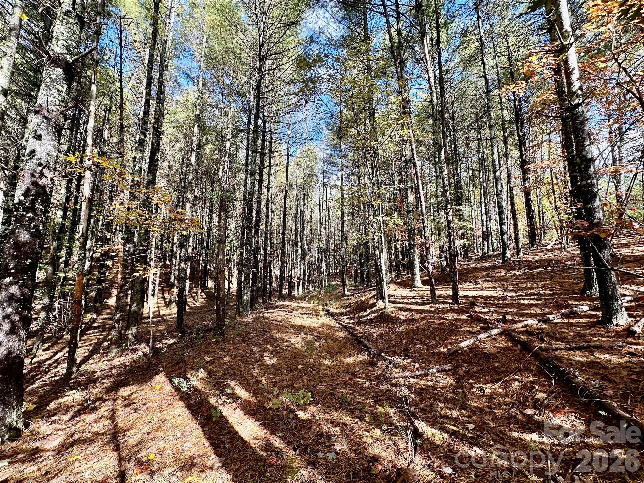 Old Wildlife Club - Land