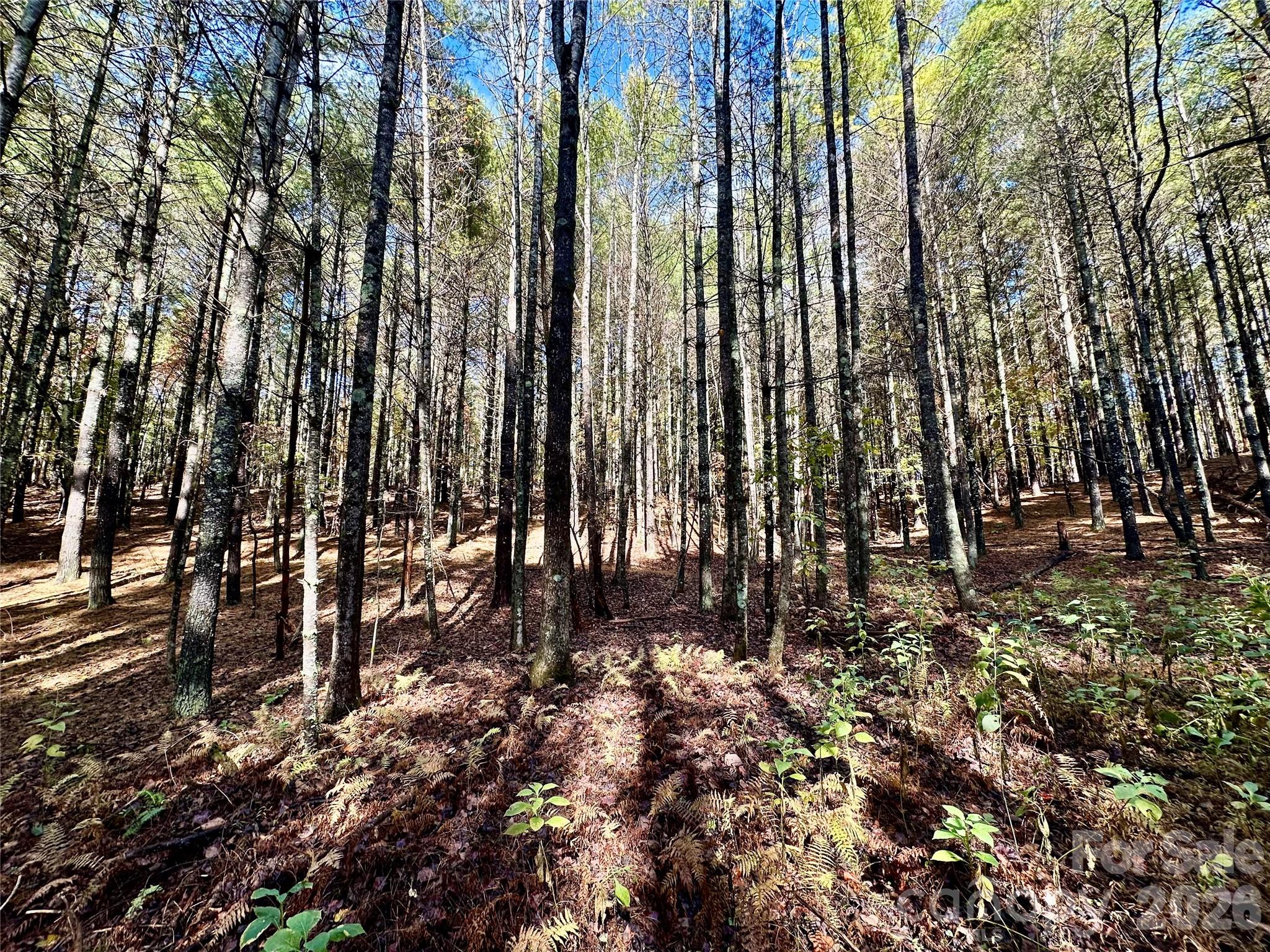 Old Wildlife Club - Land