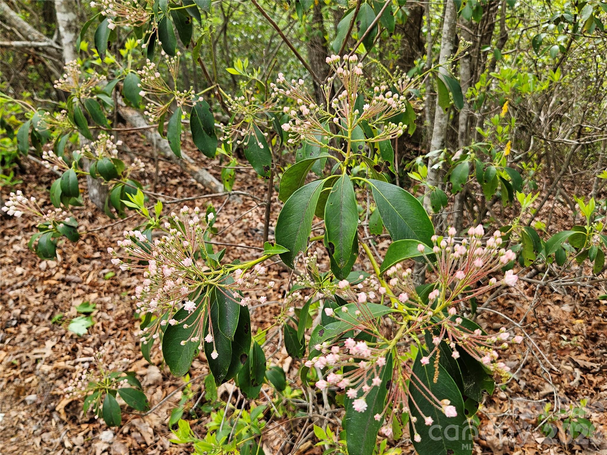 81 N Mill Ridge Road