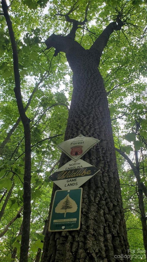Photo for 135 Mad Bear Trail