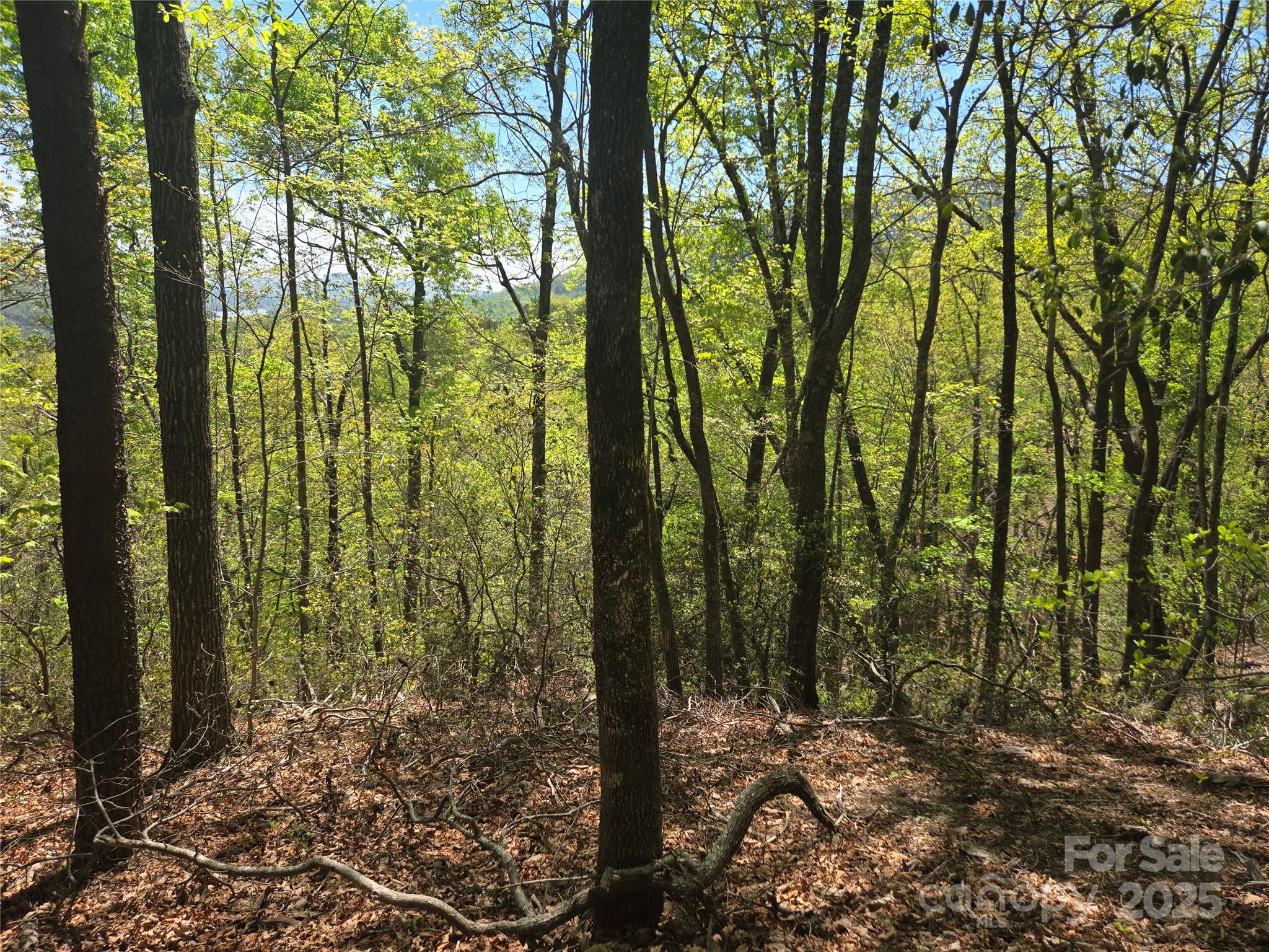 Rumbling Bald on Lake Lure - Land