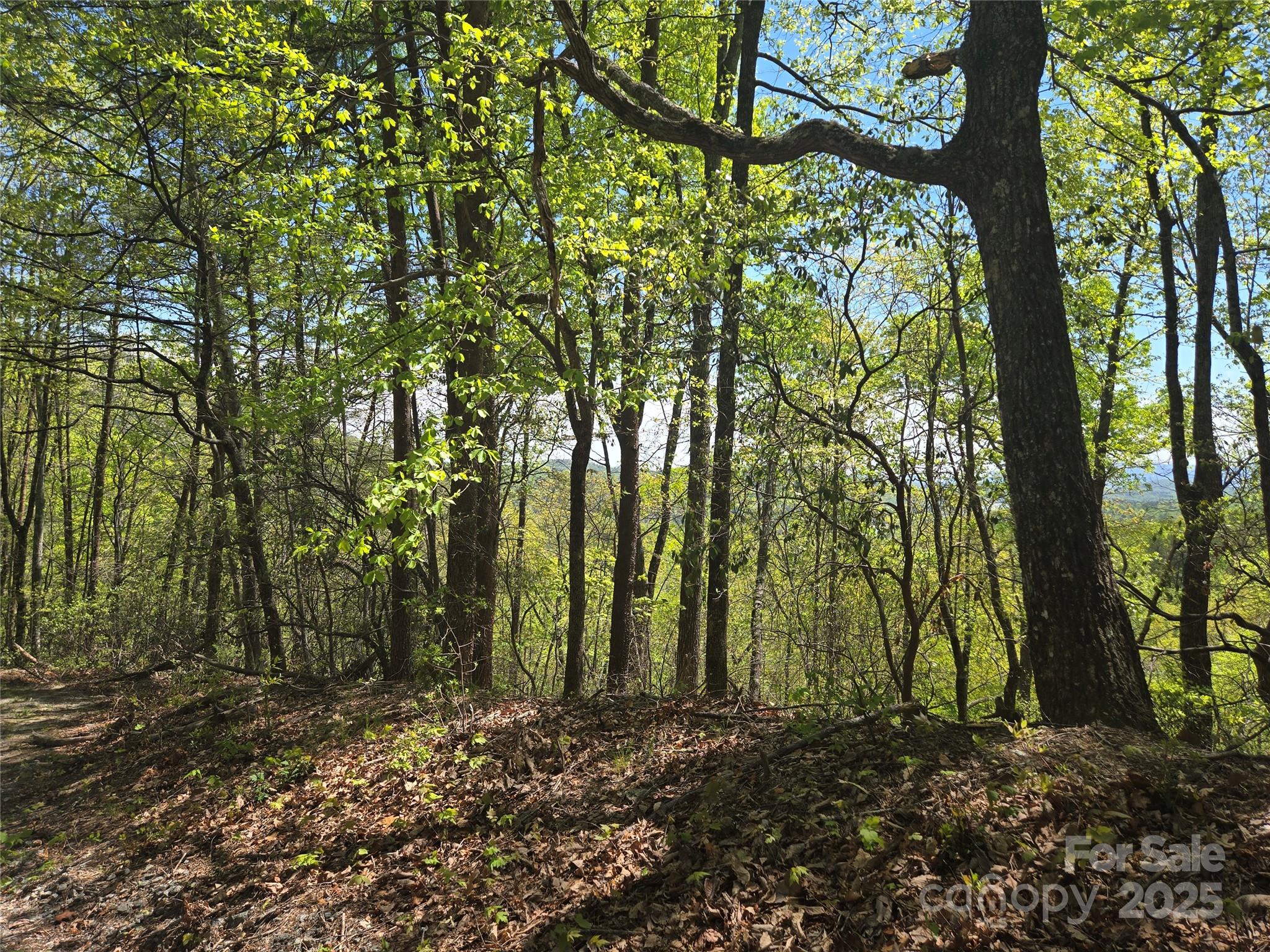 Rumbling Bald on Lake Lure - Land