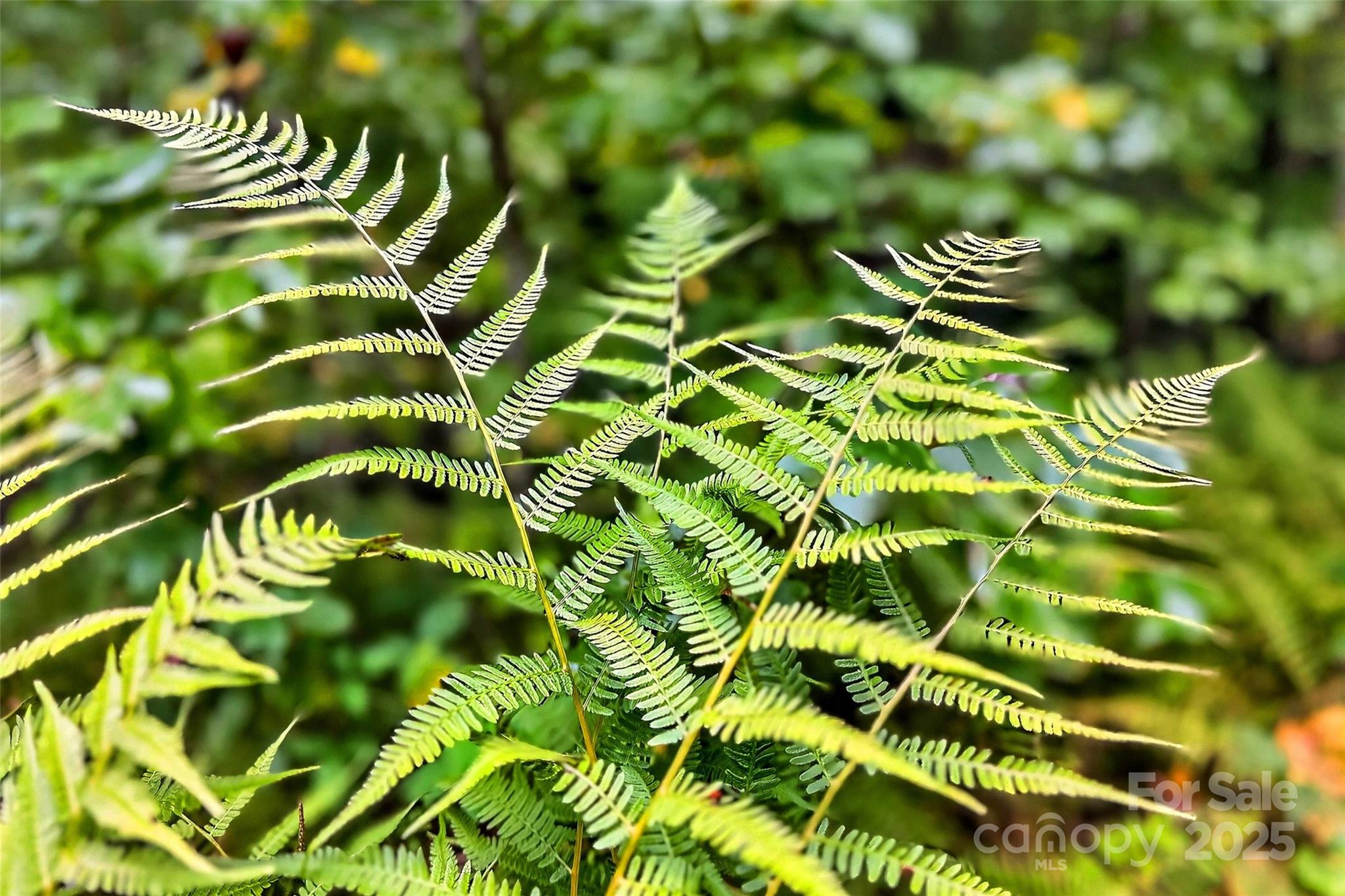 Catawba Falls Preserve - Land