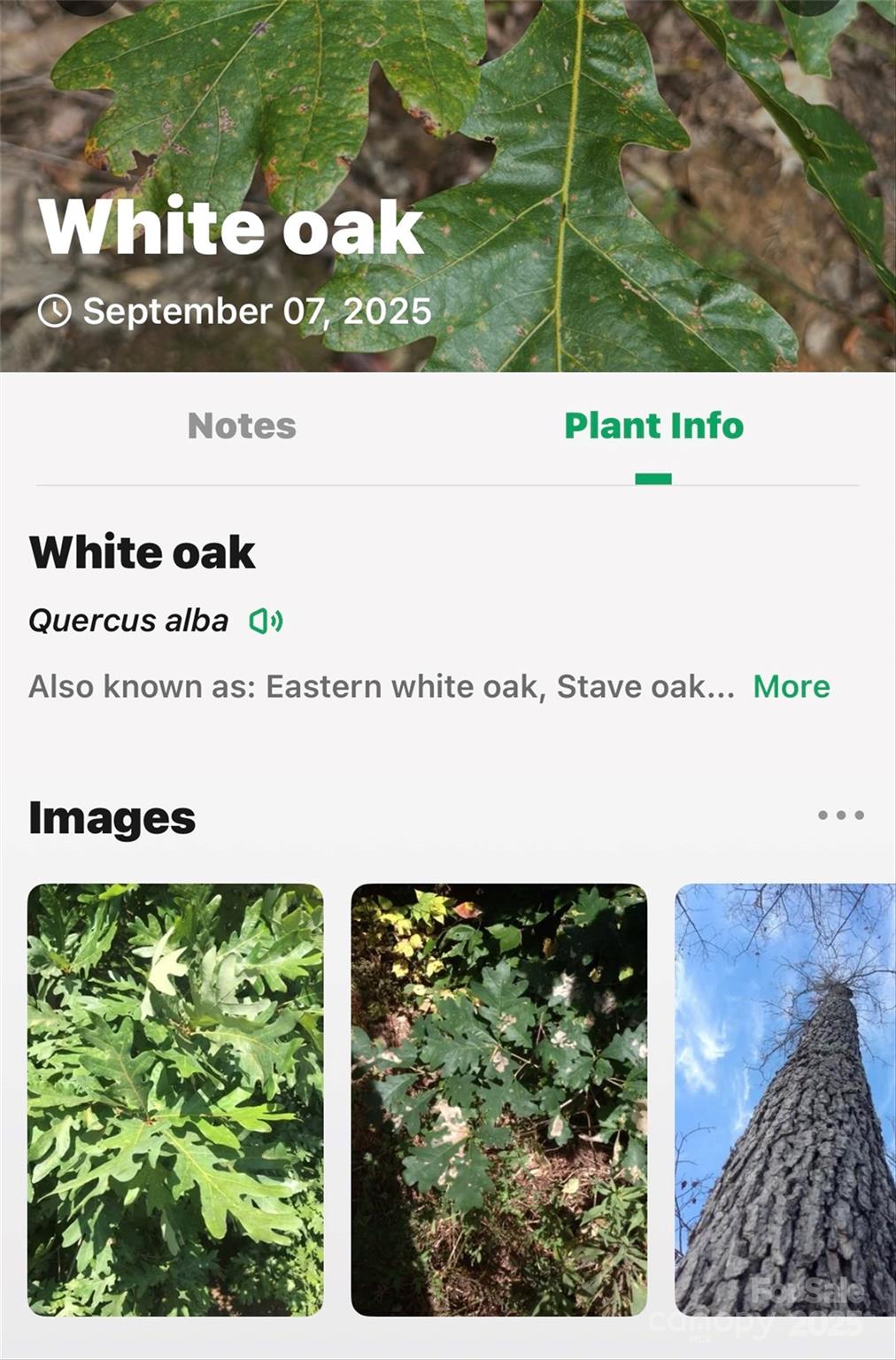 Catawba Falls Preserve - Land