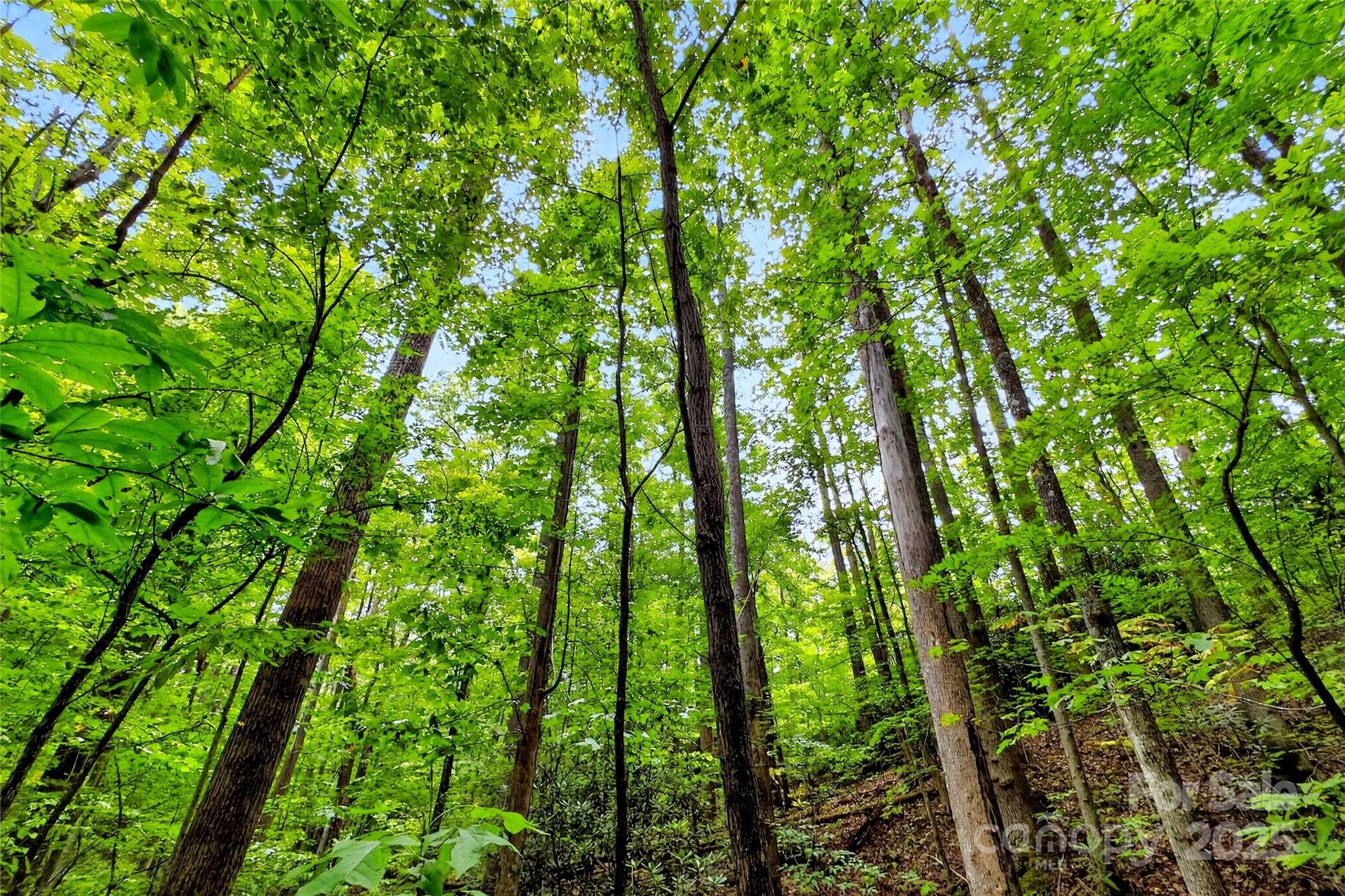 Catawba Falls Preserve - Land