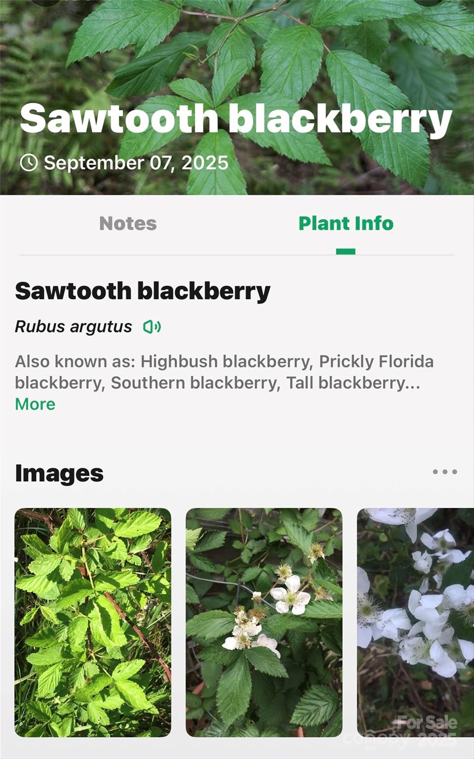 Catawba Falls Preserve - Land