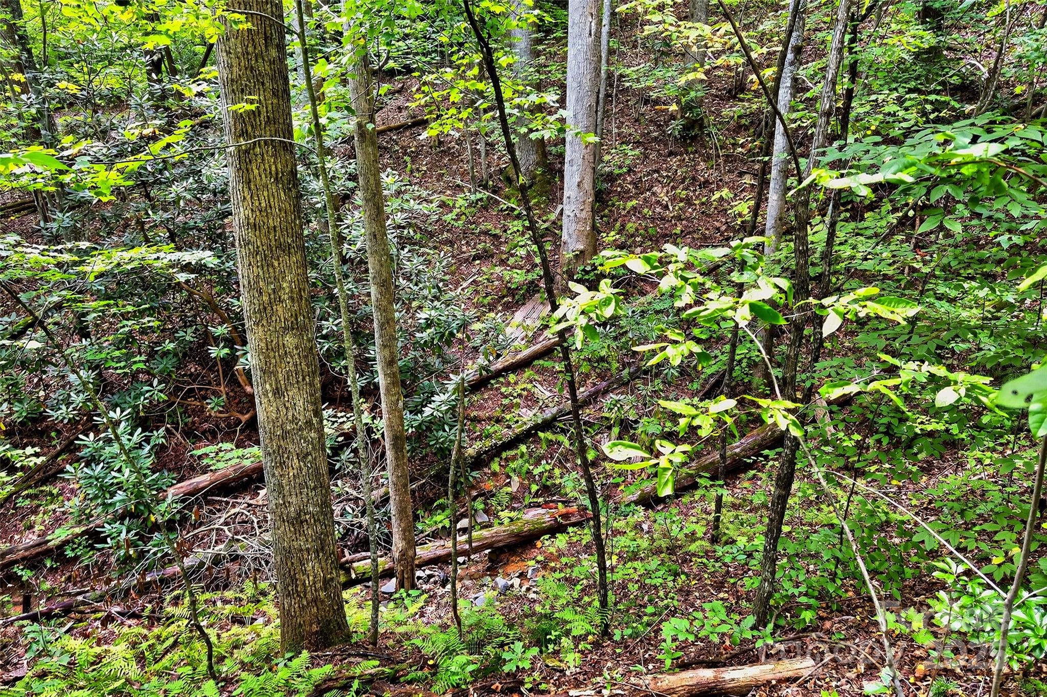 Catawba Falls Preserve - Land